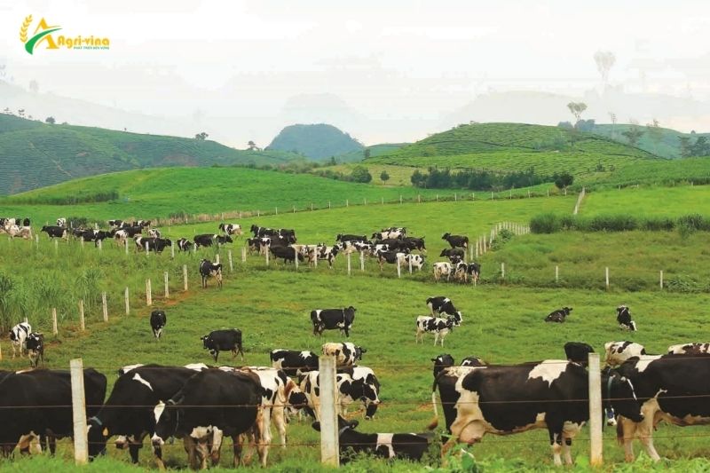 Ngành chăn nuôi trước bài toán cạnh tranh