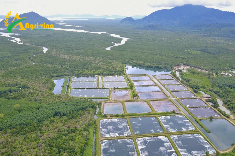 Những điều cần biết về điều kiện chăn nuôi trang trại và nông hộ