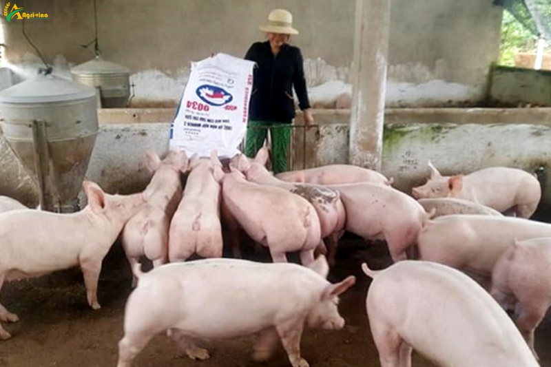 Giá lợn hơi hôm nay 25/6/2021: Giảm nhẹ, cao nhất 70.000 đồng/kg