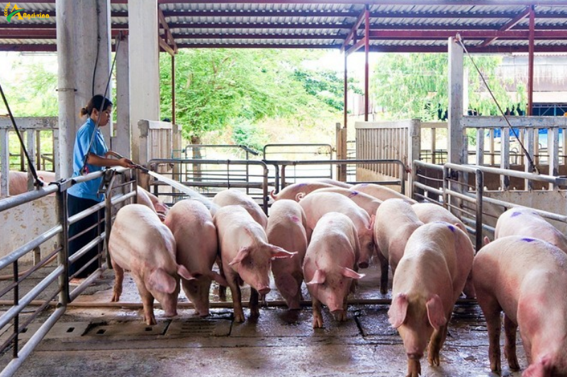 Giá heo hơi xuống thấp nhất 2 năm