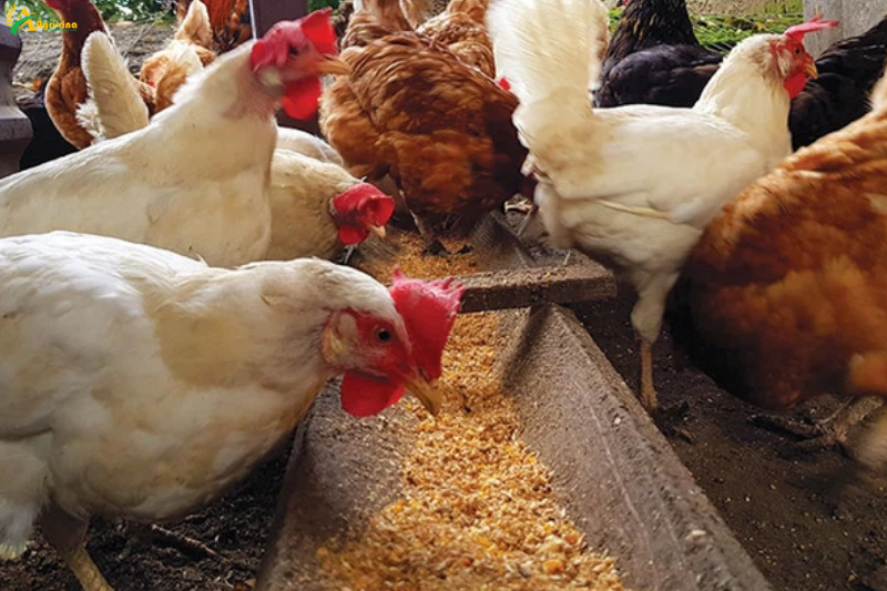 Thức ăn chăn nuôi tăng giá chóng mặt, đến nỗi làm đảo lộn dòng chảy thương mại toàn cầu