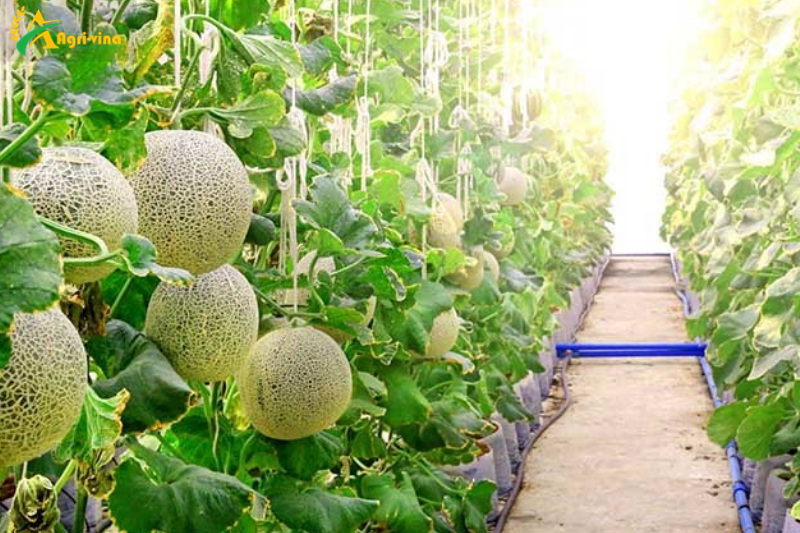 Nông nghiệp Thanh Hóa hướng tới sản xuất lớn, hiện đại