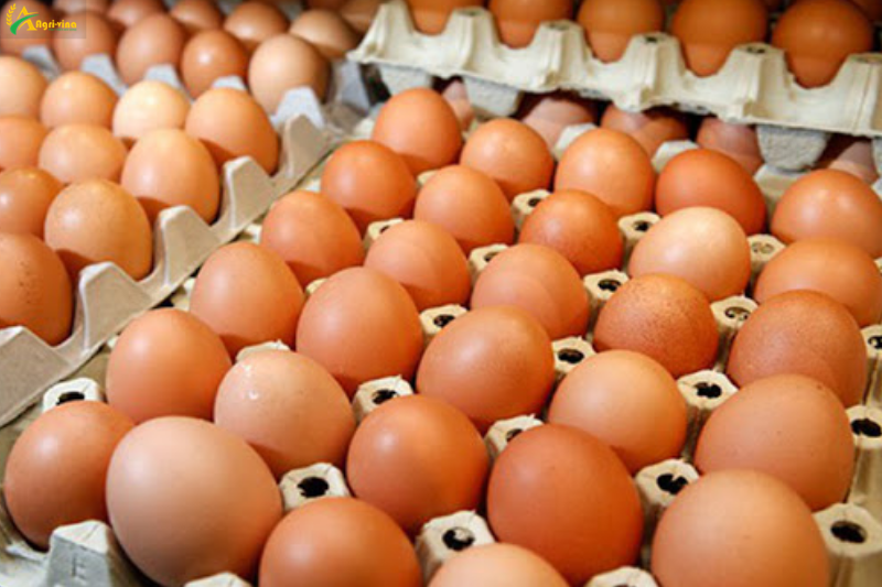 Hà Nội xây dựng chuỗi nông sản bền vững