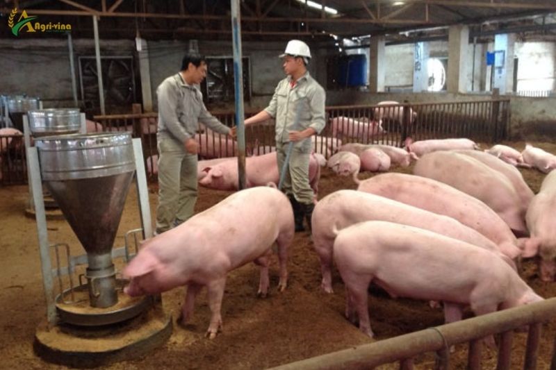 Ngành chăn nuôi heo - 25 năm nhìn lại: Từ thủ công đến chuỗi liên kết khép kín