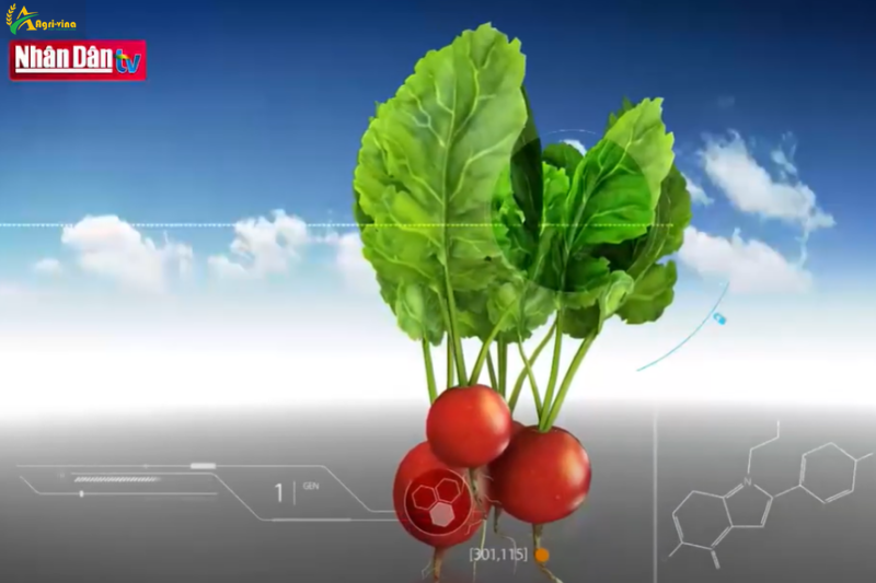 Phát triển nông nghiệp công nghệ cao: Hướng đi tất yếu để hội nhập