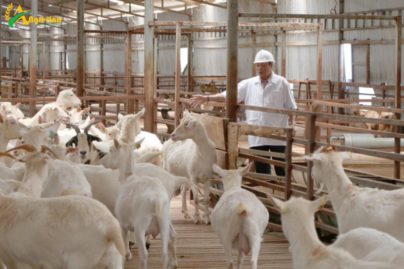 Phát triển chăn nuôi theo hướng công nghệ cao, cách làm mới cho người dân tỉnh Kon Tum.