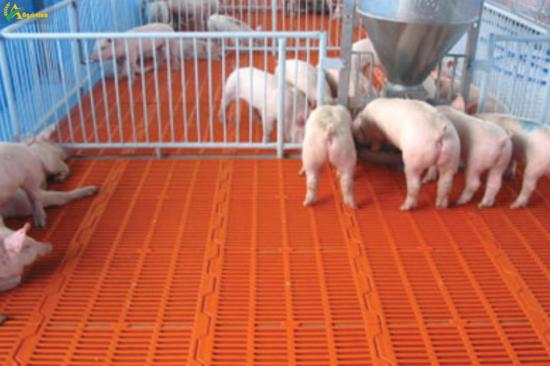 Thiết bị lót sàn chuồng heo tạo không gián thoáng mát