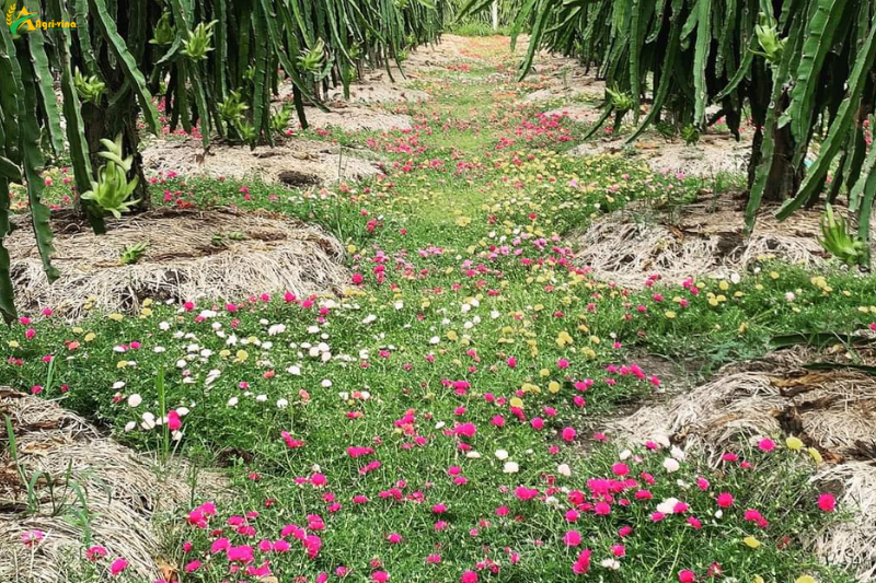 Sử dụng giải pháp sinh thái để bảo vệ cây trồng