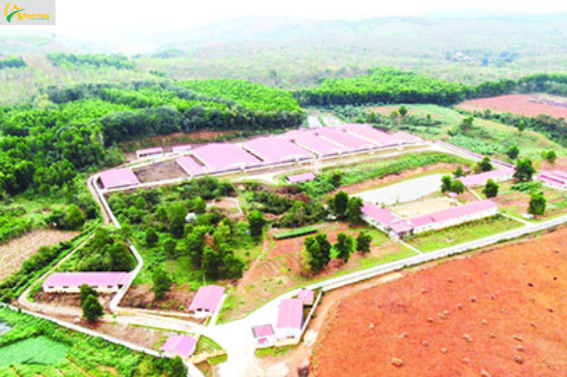 Phát triển chăn nuôi theo hướng bền vững: Cơ chế, chính sách khuyến khích - động lực để phát triển chăn nuôi